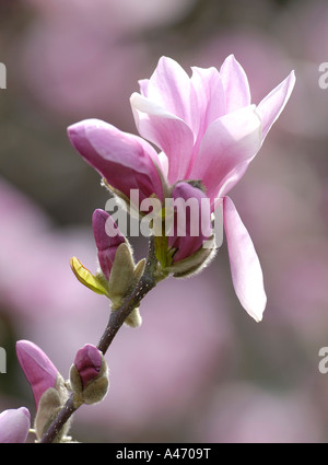 Tulip-magnolia Magnolia soulangeana x) Amabilis Foto Stock