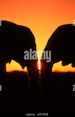 Elefante africano Loxodonta africana in silhouette contro il tramonto Etosha National Park Namibia Africa Subsahariana Foto Stock
