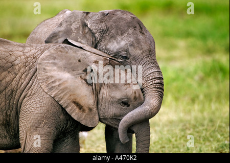 Elefante africano Loxodonta africana vitelli di interagire e giocare Amboseli National Park in Kenya Dist Africa Subsahariana Foto Stock