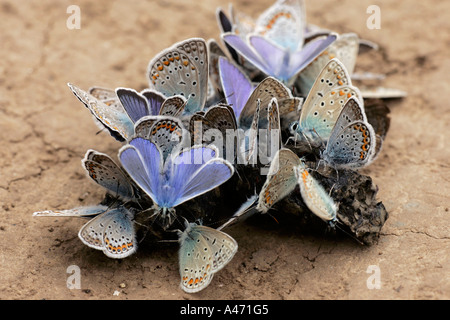 Argento-Blu chiodati / Foto Stock