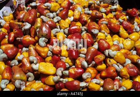 Frutta dell'anacardio. Foto Stock