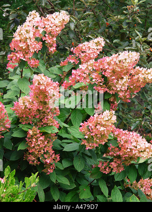 Hydrangea paniculata diamante rosa FS Foto Stock