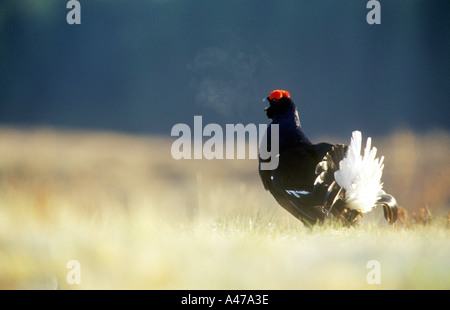 Gallo forcello Tetrao tetrix visualizzando maschio Foto Stock