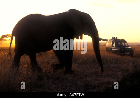 Elephant vicino al veicolo all'alba nella Riserva Nazionale di Masai Mara Kenya Africa orientale Foto Stock