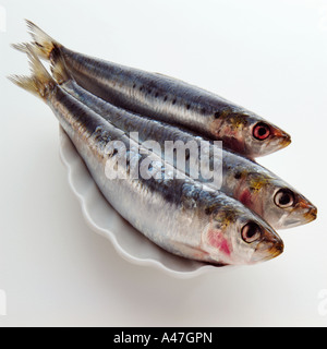Tre materie di sardine su uno sfondo bianco alimentare editoriale Foto Stock