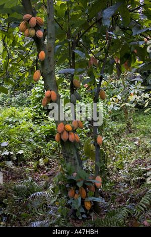 Abbondanza di cacao Cialde maturazione su alberi in piantagione di giungla, isola di Bioko, Guinea Equatoriale, Africa centrale Foto Stock