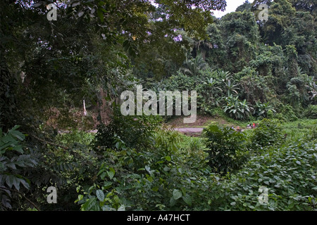 La foresta pluviale tropicale giungla e locale le donne del villaggio sulla strada di Luba, isola di Bioko, Guinea Equatoriale, Africa centrale Foto Stock