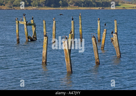 I cormorani posati e preening sul vecchio molo in legno posti a Salen nel suono di Mull, Isle of Mull, Argyll and Bute, Scotland, Regno Unito Foto Stock