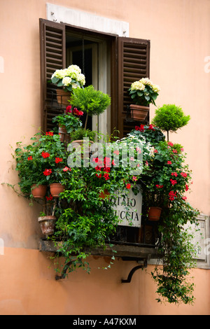 Finestra ritagliata con vasi di fiori Roma Italia Foto Stock