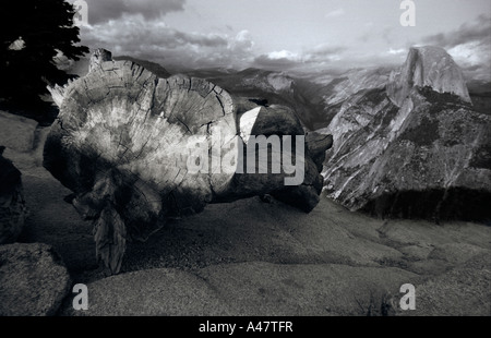 Un albero caduto e Half Dome in Yosemite National Park California USA Foto Stock