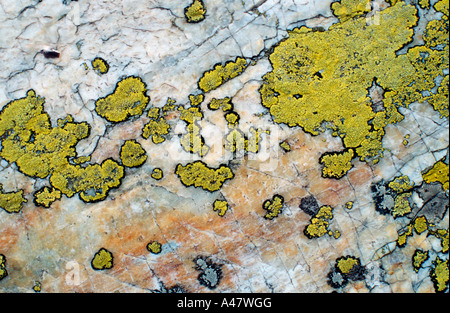 Licheni crescono su marmo Foto Stock