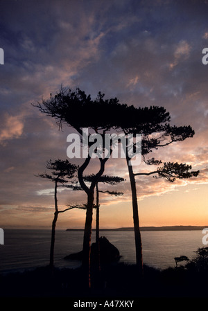 Tramonto dietro un gruppo di alberi di pino in Torquay Foto Stock