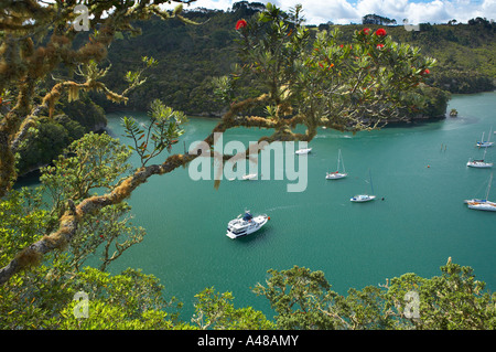 Barche ormeggiate a Whitianga Harbour Penisola di Coromandel Isola del nord della Nuova Zelanda NR Foto Stock