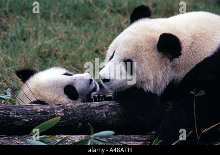 Panda gigante con sei mesi di età cub a Chengdu Panda Base ricerca,Chengdu, Cina. Foto Stock