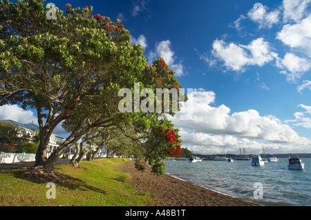 Alberi pohutukawa in riva al Russell Bay of Islands Isola del nord della Nuova Zelanda NR Foto Stock