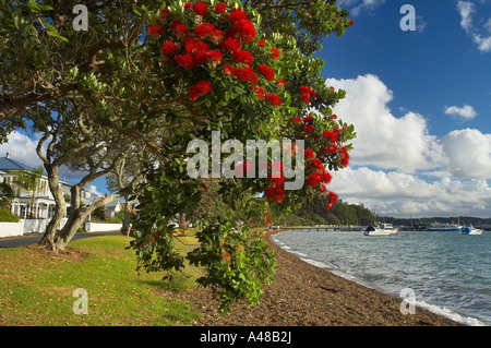 Alberi pohutukawa in riva al Russell Bay of Islands Isola del nord della Nuova Zelanda NR Foto Stock