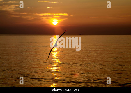 Un gabbiano stagliano contro il percorso del golden tramonto sul mare vicino a Keramoti Foto Stock