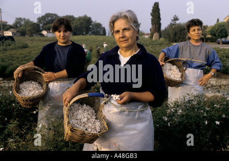 Il sud della Francia grasse jasmin raccoglitrici di fiori di prelievo per profumo Foto Stock