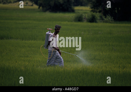 Una spruzzatura di riso paddy field con pesticidi Jaffna nello Sri Lanka Foto Stock
