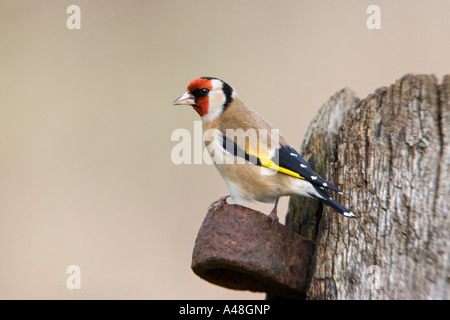 Cardellino Carduelis carduelis appollaiato sulla porta vecchia cercando avviso con bella fuori fuoco sfondo potton bedfordshire Foto Stock