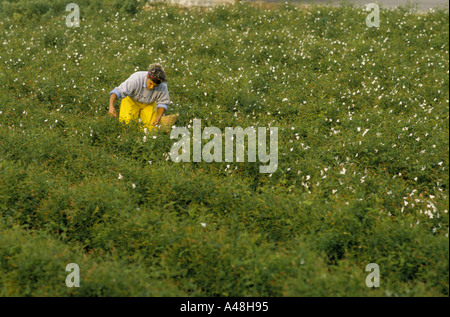 Produttore di profumi a Grasse nel sud della Francia il gelsomino raccoglitrici di fiori di prelievo per profumo Foto Stock