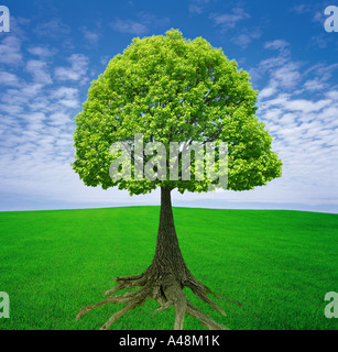 Nuvole sopra un albero in un paesaggio Foto Stock