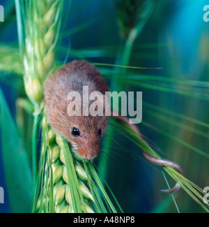 Il vecchio mondo Harvest Mouse Foto Stock