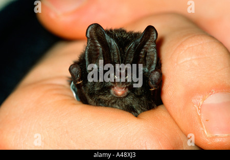 Barbastella barbastellus Bat Foto Stock