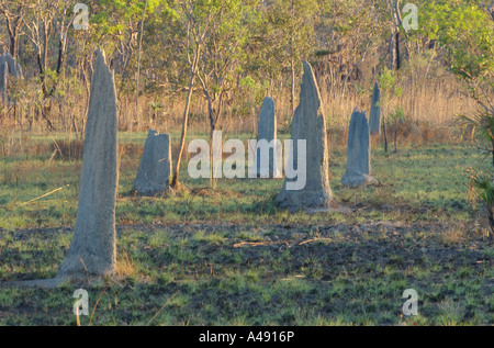 Termite magnetico mounds nel parco nazionale Kakadu, Territorio del Nord Australia Foto Stock