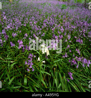 Fiori di colore bianco solitario bluebell tra molti fiori blu Foto Stock