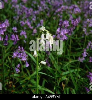 Fiori di colore bianco solitario bluebell tra molti fiori blu Foto Stock