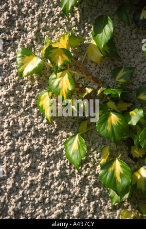 Giardinaggio Goldheart variegato ivy Hedera helix crescente sulla parete di rendering Foto Stock