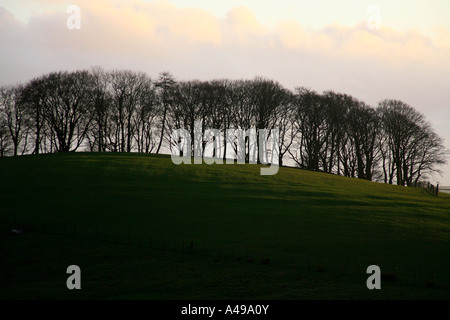 Alberi su un Pennine skyline Foto Stock