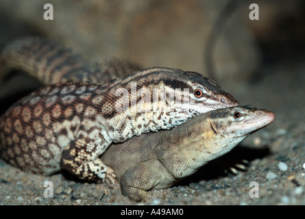 Spinosa-tailed pigmeo di monitor / cresta-tailed Monitor Foto Stock