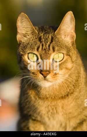 USA Florida Keys gatta calico facendo una casa a Ernest Hemingway Home sito storico di Key West Foto Stock