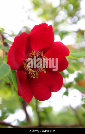 Red Rose Rosa moyesii Geranium Foto Stock