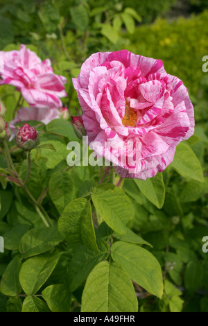 Fiore striato di rosa antica rosa gallica versicolor o Rosa Mundi close up Foto Stock