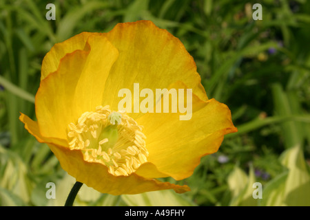 Giallo fiore di papavero Meconopsis cambrica o Welsh Poppy Foto Stock