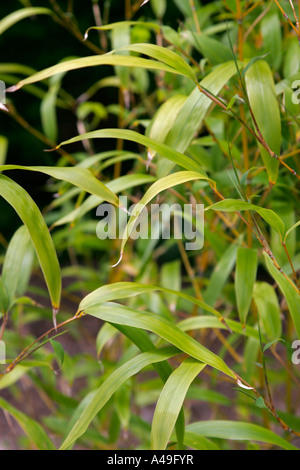 Phyllostachys aurea o bambù d'oro giallo bambù Foto Stock