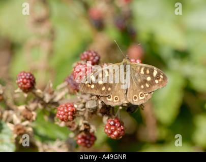 Un legno maculato butterfly Pararge aegeria poggia con ali aperte su acerbi more Foto Stock