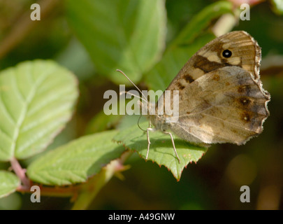 Un legno maculato butterfly Pararge aegeria poggia con ante chiuse su foglie di blackberry Foto Stock