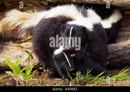 Skunk a strisce / Stinktier / Streifenskunk Foto Stock