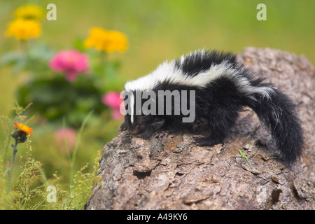 Skunk a strisce / Stinktier / Streifenskunk Foto Stock