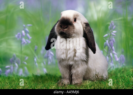 Lop-eared Dwarf Rabbit Foto Stock