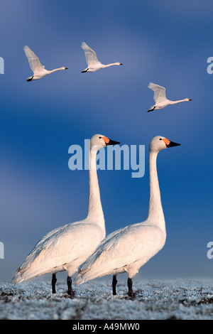 Cigno di Bewick Foto Stock