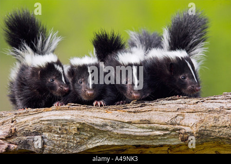 Skunk a strisce / Stinktier / Streifenskunk Foto Stock