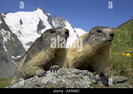 La marmotta alpina / Alpenmurmeltier / Murmeltier Foto Stock