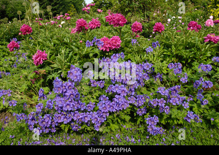 Peonia Foto Stock