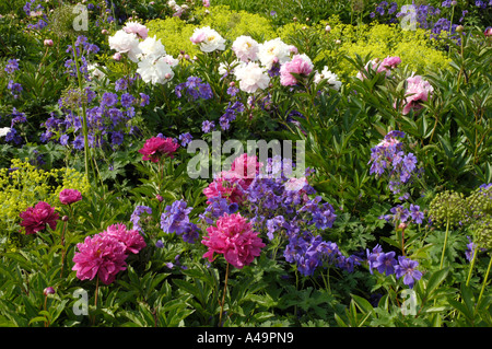 Peonia Foto Stock