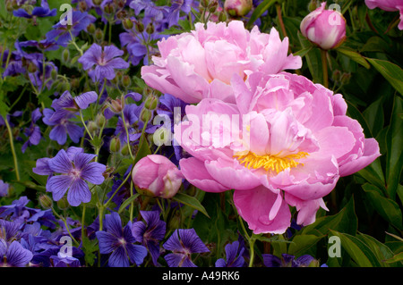 Peonia Foto Stock